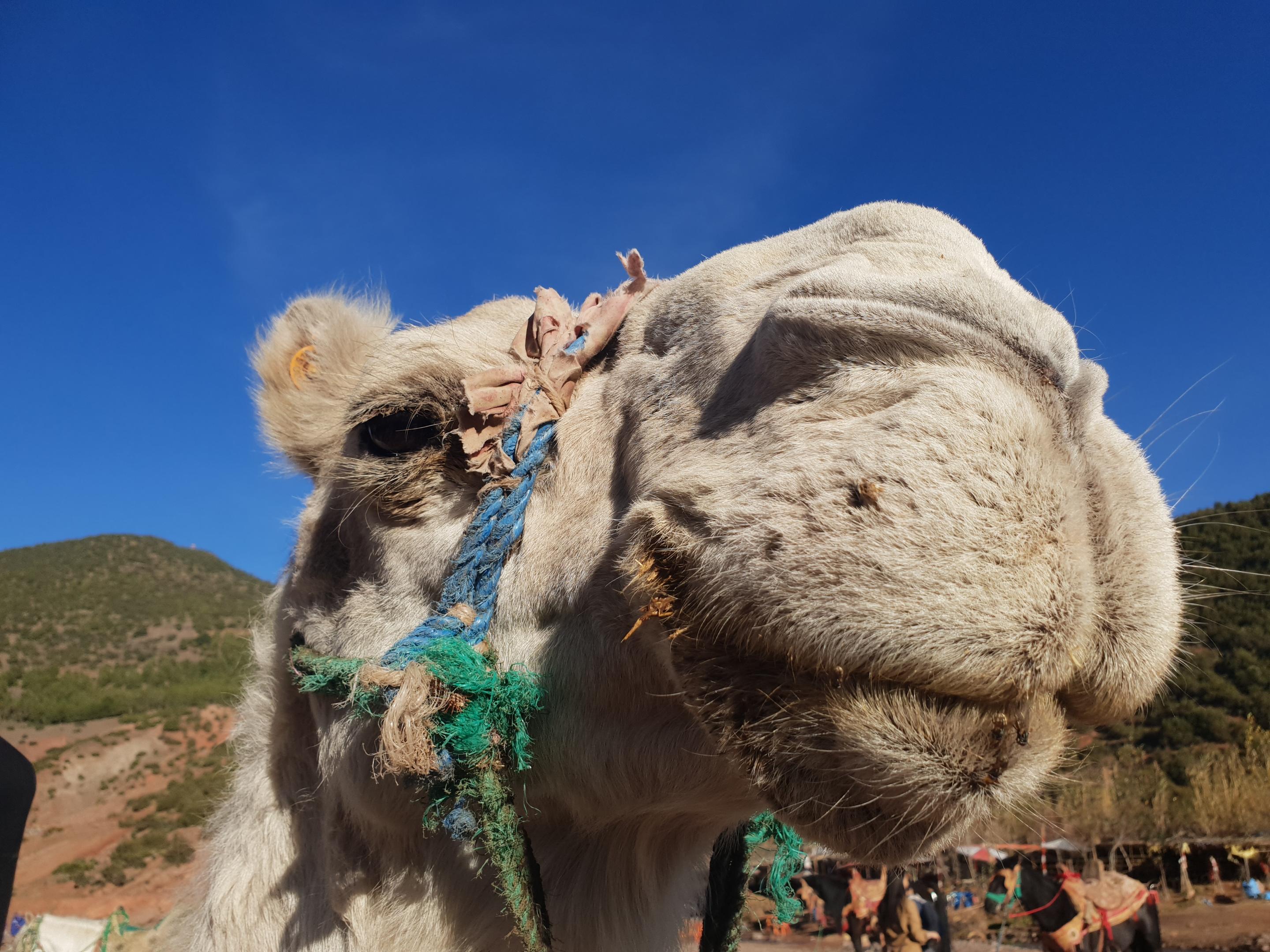 לינה וארוחת בוקר אואירגאנה Kasbah Africa מראה חיצוני תמונה